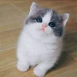 Ramón Pineda avatar